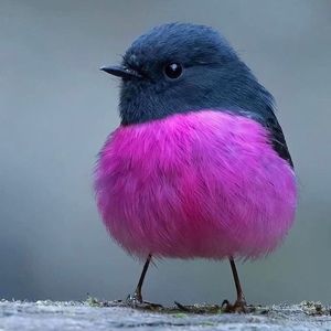 Meet your Posher, Celia